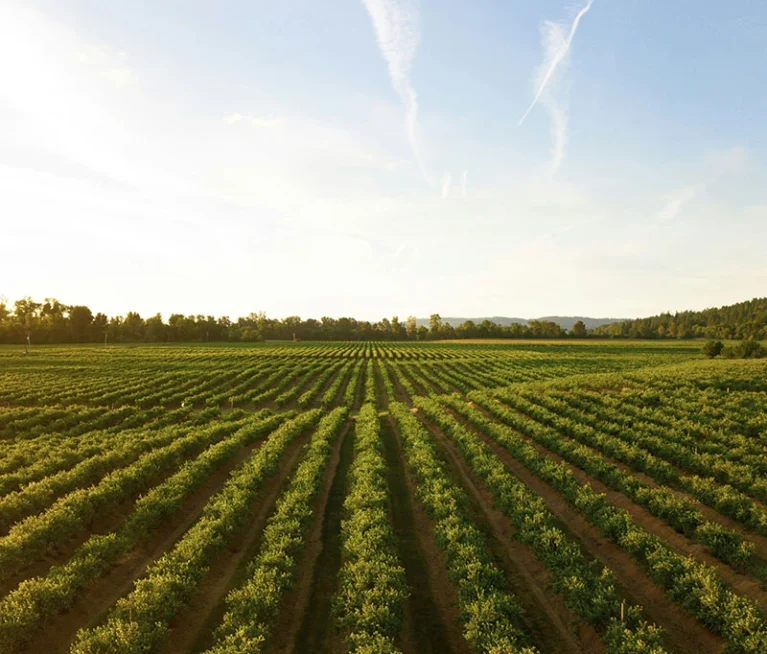 Struggling with finding healthy snacks? Discover how fox nuts can transform your snacking habits with low-calorie, nutrient-dense benefits.